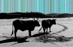 Beach tour (cows on Wild Coast)