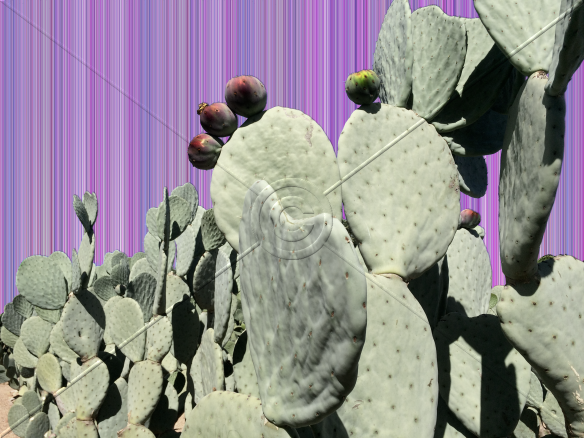 11. Passion Prickly Pear